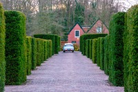 contact You have arborvitae. You want make a hedge contact us.