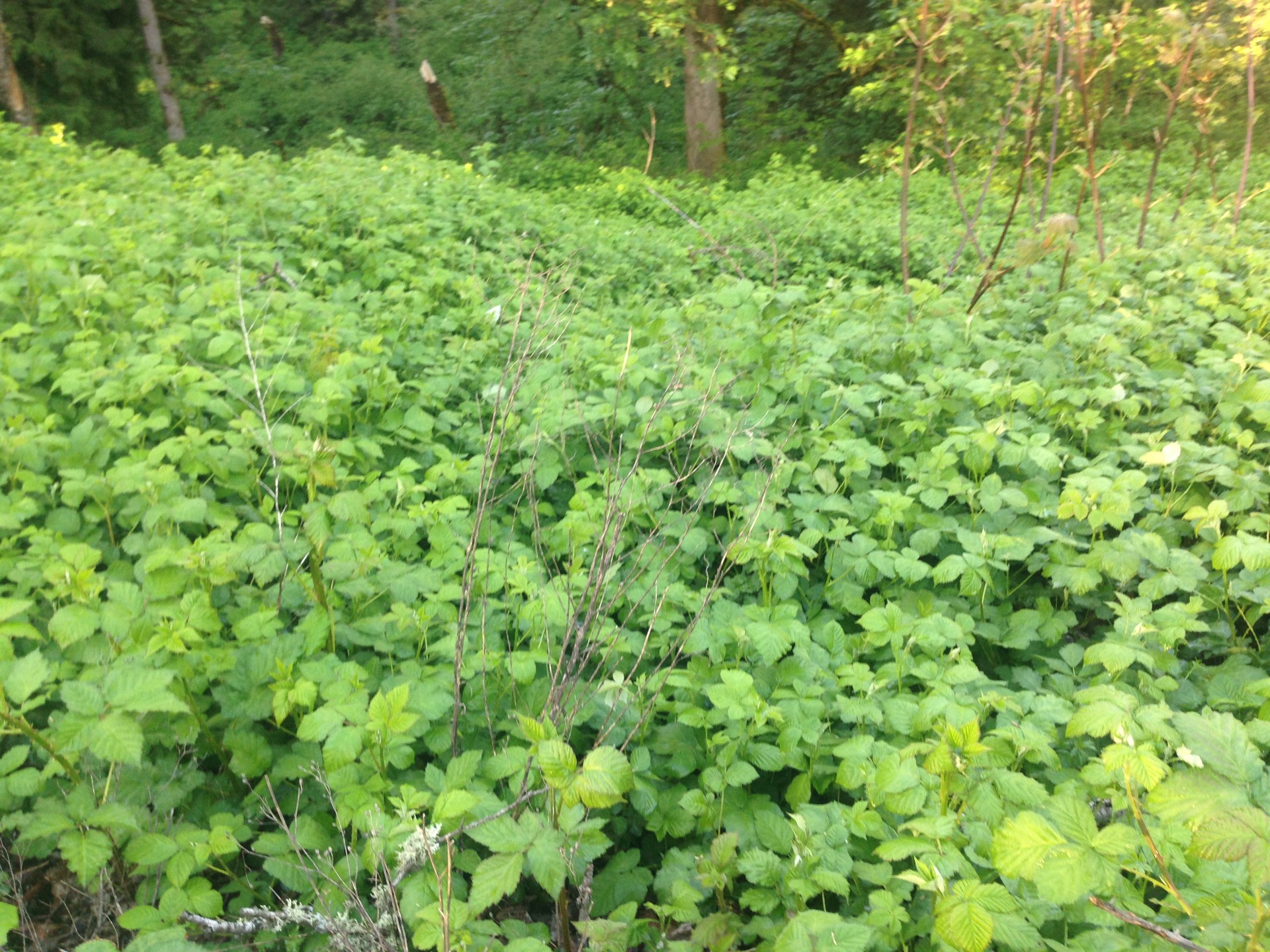 oregon-city-or Blackberry & Ivy Removal in West Linn From My Green