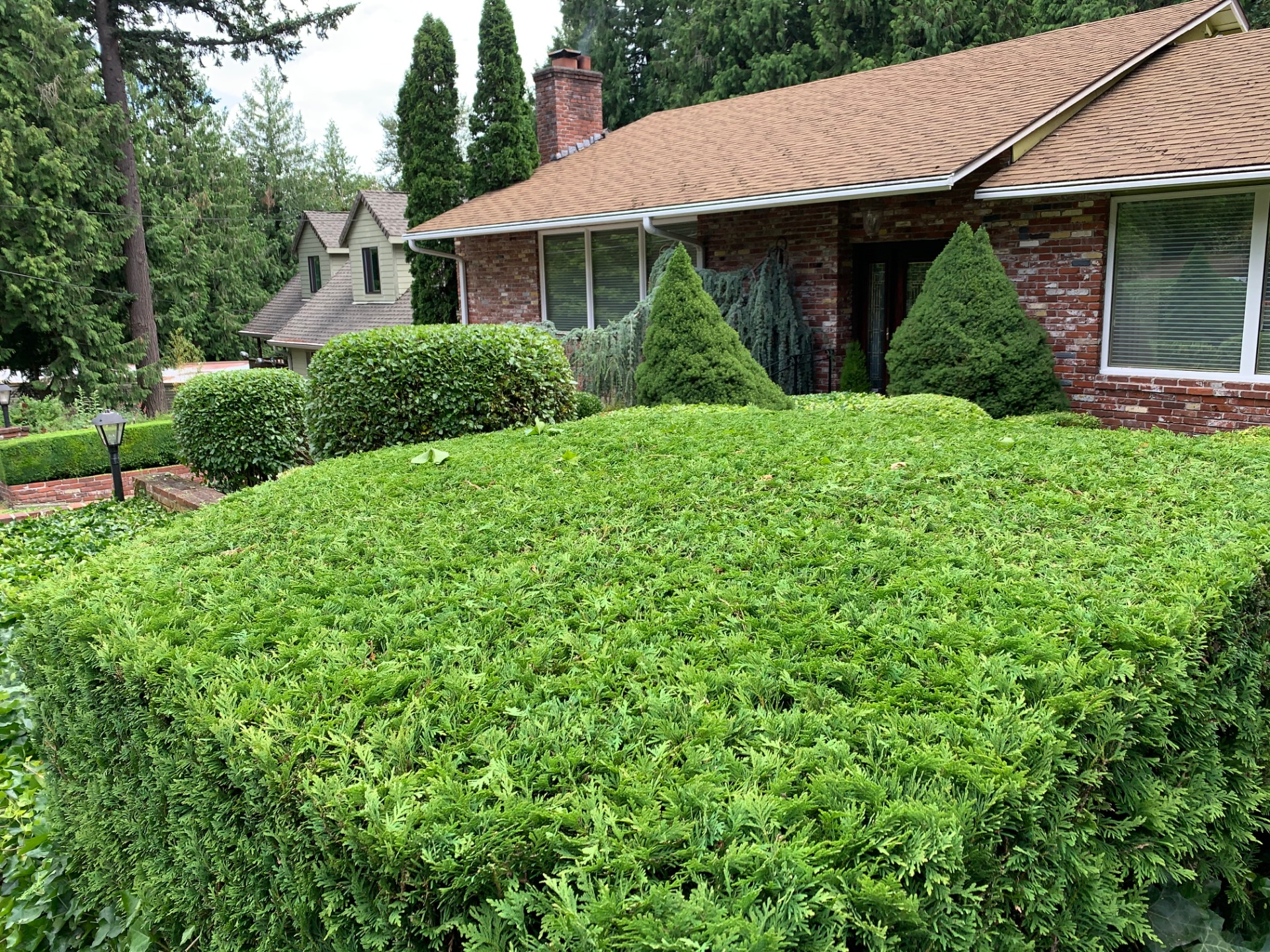 Hedge Trimming OVERGROWN Shrubs!. my green Pros