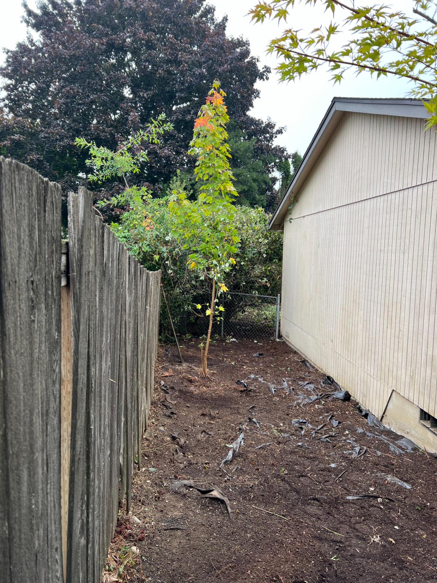 After Blackberry Bush Removal in Portland, OR – Transform Your Yard with Expert Services