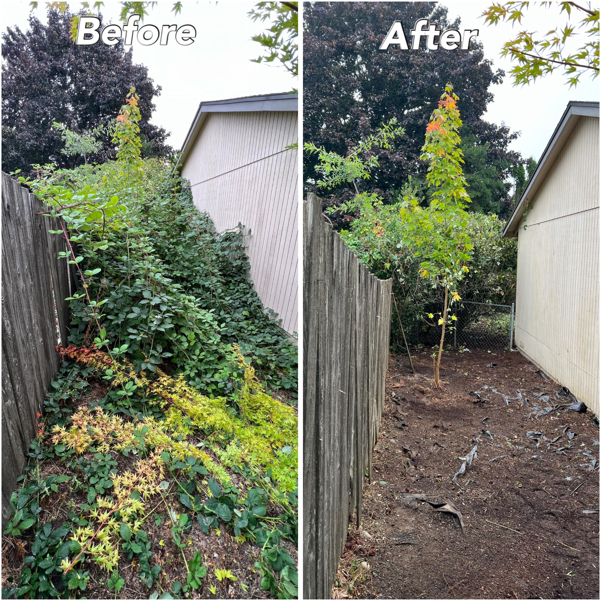 My Green Pros specializes in efficient blackberry removal services in Washougal, WA,
