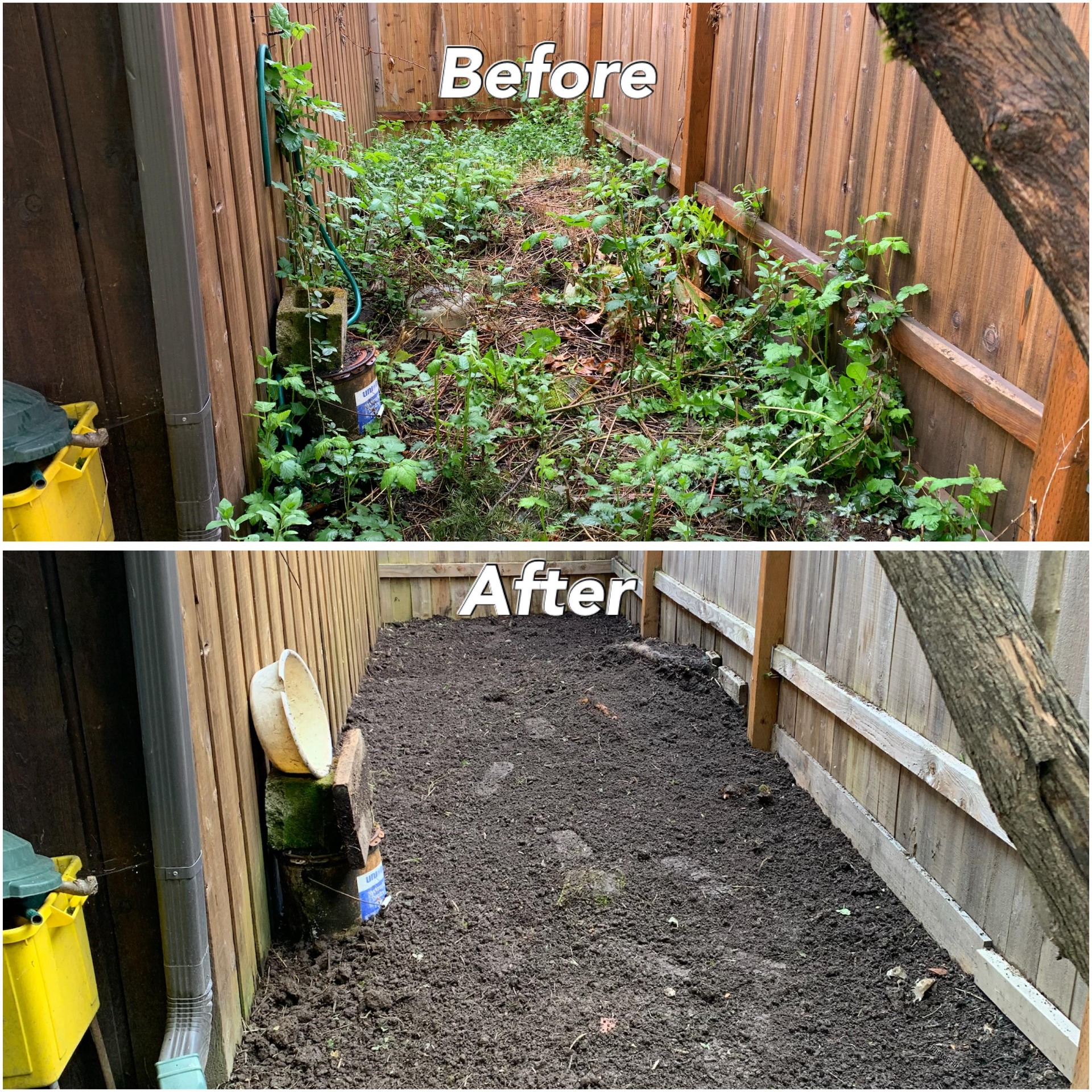 Control Deep Extraction of Himalayan Blackberry Bushes Removal Near Near you | Expert Removal Services