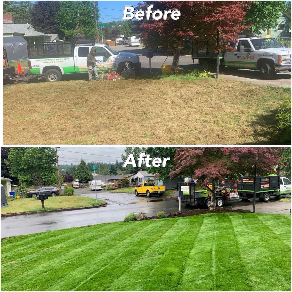 Expert & Affordable Lawn Dethatching Services near you | Best Lawn Care Solutions
