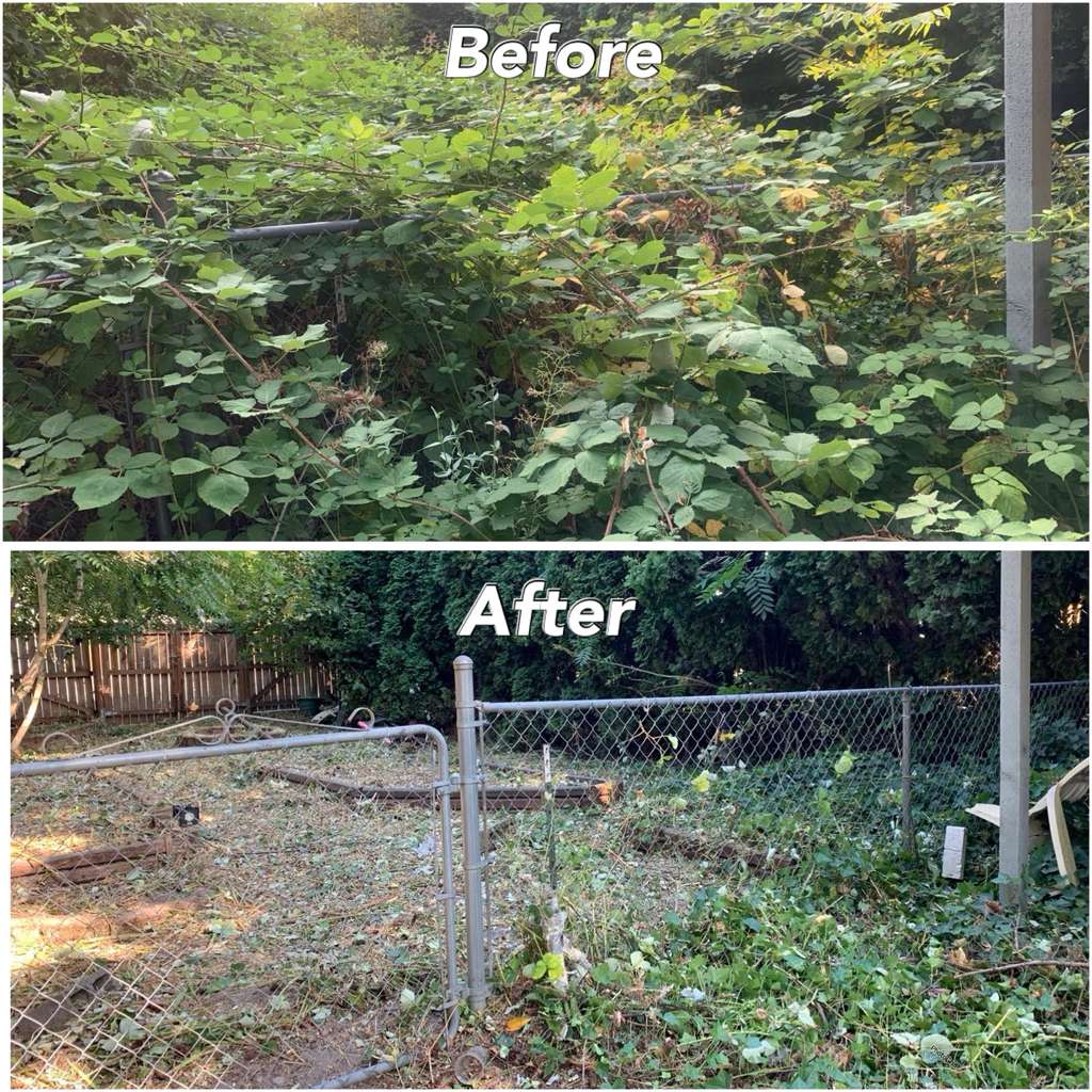 invasive & aggressive Blackberry bush Removal
